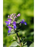 Непета/Котовник Фассена ‘Лагуна Блю’|Nepeta faassenii ‘Laguna Blue’|Непета/Котовник Фассена ‘Лагуна Блю’